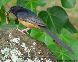Burung Murai Batu Medan, Kalimantan, Nias, Lahat Gacor Siap Di tangkarkan