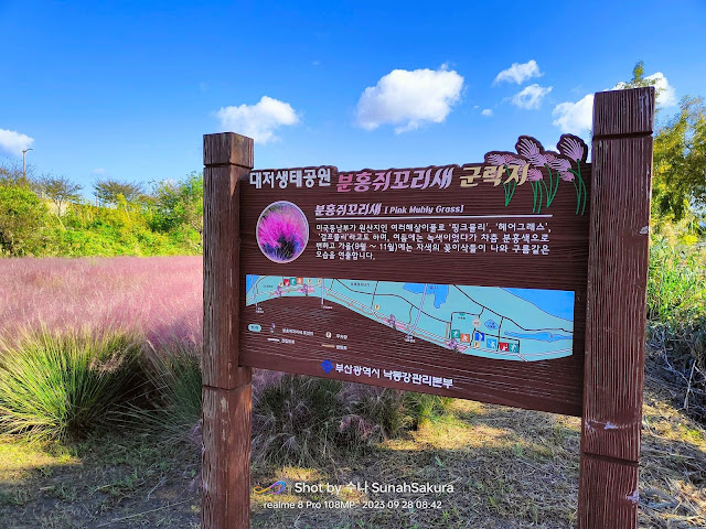 Pampas Grass dan Pink Muhly Grass di Daejeo Ecological Park, Busan