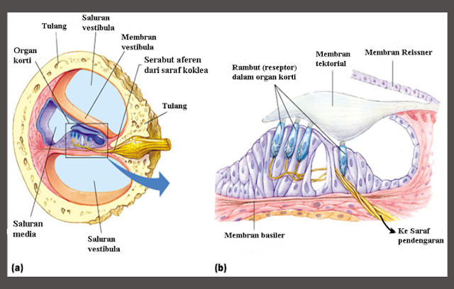 Struktu Telinga Sebagai Indra Pendengaran