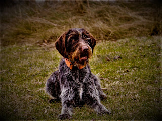 Wirehaired Pointing Griffon Griffon korthals history The Griffin of korthals originated in Germany in the 70s of the 19th century. In 1874, Edward korthals began his breeding program. In it, he used a female named Moshe, who interbred with 5 male griffins - Satan, Hector, Janus, Banco, and Jun.  Here it is necessary to say a few words about the breeder, the founder of the breed. Edward korthals was a hunter and dog lover, and, like many before and after him, sought to bring out a breed that met his ideas about the ideal hunting dog.  Hard wool, strong physique, excellent hunting qualities, instincts, as well as a huge devotion to the owner, intelligence, training, and endurance - all these had to combine into a new breed. korthals spent several years to succeed and get dogs that would fully match his idea. In fact, at that time he had already set up a nursery, calling it "Ipenwoud" in Bibesheim-on-Rhine.  Then he brought several individuals to France and achieved recognition in this country. So, now there is even a small dispute, as some believe that the breed of griffin of korthals originated from France, others, on the contrary, insist that the breed is purely German.  But, still, the first individuals were born in Germany, and just they are considered the ancestors of the breed, its dogs - Lina, Mustache I, and Kerida. After France, the breed club was formed in Belgium. In 1916, the hard-haired griffin was recognized in the United States, but, interestingly, in 1887 the first dog of this breed was already registered in the United States, it was a bitch named zolette. However, then it was registered as a "Russian setter" because no one in the country knew this new breed.   Characteristics of the breed popularity                                                           01/10  training                                                                10/10  size                                                                        05/10  mind                                                                     10/10  protection                                                          07/10  Relationships with children                         09/10  Dexterity                                                             08/10     Breed information country  Germany  lifetime  10-12 years old  height  Males: 55-60 cm Bitches: 50-55 cm  weight  Males: 23-27 kg Suki: 23-27 kg  Longwool  Average  Color  brown-white, grey     Wirehaired Pointing Griffon dog breed, Griffon korthals dog breed information, price, size, description, personality, training, care and common diseases.  description These are medium-sized dogs, tightly folded, muscular. The limbs are of medium length, and the ears are hanging. The tail is short, and the hair is medium length, hard, and curly.     personality Griffon Of The Battalion is a dog extremely devoted to the owner, and it is natural for her to spend most of the time with him. On the other hand, these are very intelligent and noble animals, because the dog can live without the owner for 8 hours during the day when he is at work or school. However, you will need to devote time to your pet, and the development should be versatile.  If you think that you can walk the dog for 15 minutes in the morning, in the evening - about the same, it is absolutely not so. The breed has a high level of energy, inquisitive and inquisitive mind, and therefore needs not only different types of activity to maintain the physical body in tone but also intellectual stimulation. Otherwise, your pet will simply be bored.  Of course, the best place to keep a dog of this breed is a private house, which has its own yard, garden, and lawn. Then your pet will be able to be enough on the street, run, and generally actively spend time. However, he has to sleep in the house, along with the owner (we do not mean - in the same bed).  Griffon korthals perfectly teaches the team, and in general, is very disposed to training, so he understands the person perfectly. It has a wonderful memory. Not familiar people perceive the breed without aggression, but with caution. Although, in general, these pets are friendly to the person. They have hunting instincts, which is quite natural, because they were created to participate in hunting, first of all - on a bird. Well perceive children, love to play with them and have fun.     Common diseases Griffon korthals - a dog very healthy and hardy, with a wonderful immunity, which rarely sick. Some may experience hip dysplasia.
