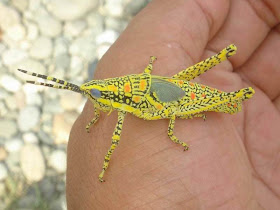 Painted Grasshopper