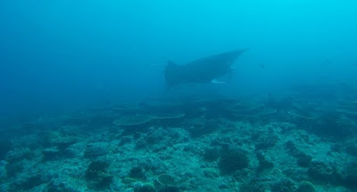 Bucear con Mantas Gigantes en las Maldivas, submarinismo en Dhigurah.