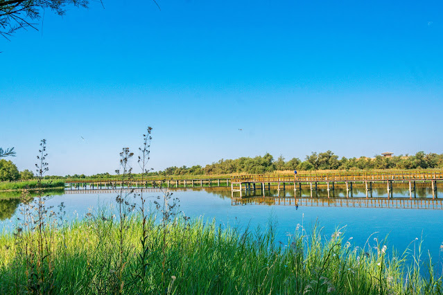 Tablas de Daimiel
