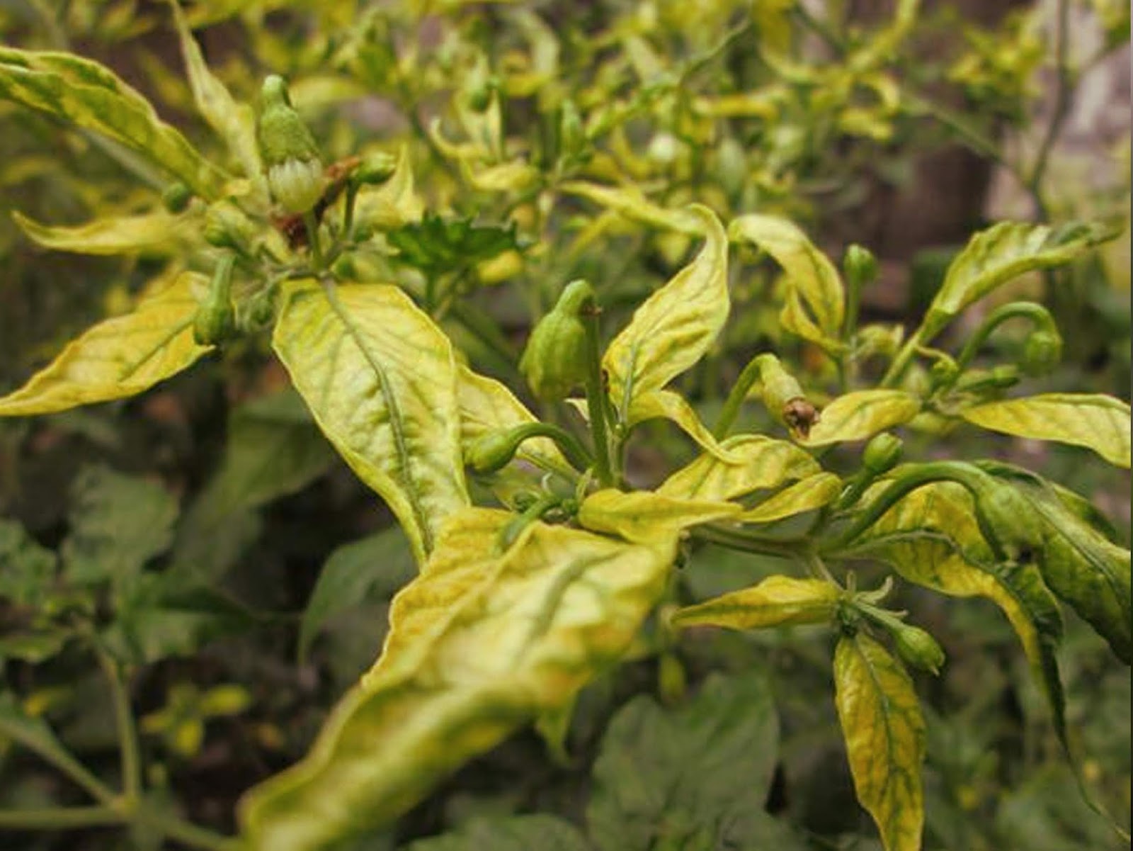 Mengatasi Keriting Daun  Pada Tanaman Cabe  Tani Pro