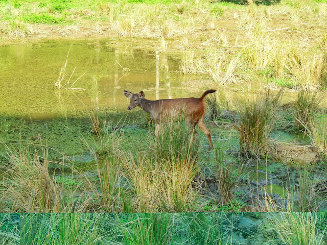 Chitwan Safari animals