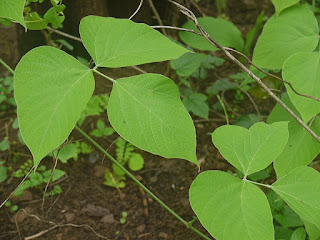 Detalle de la planta medicinal ayurvedica virikanda en su ambiente natural