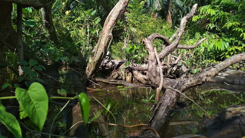 Keren Gambar Pohon Bajakah Kalimantan, Koleksi Istimewa!