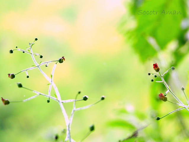 Scrophularia duplicatoserrata