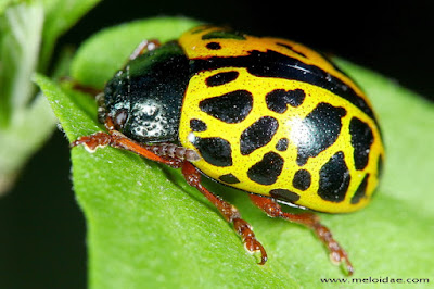 Mariquita leopardo (Caligrapha polyspila)