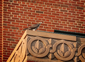 Tompkins Square hawk fledgling exploring the Christodora