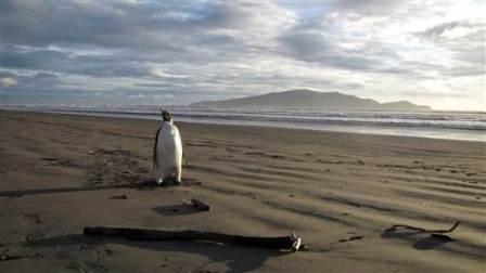 Binatang Lucu Penguin yang Tersesat ke Selandia Baru!