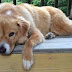 Dog genetics