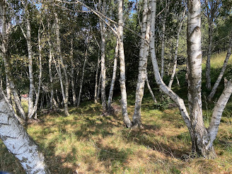 [Betulaceae] Betula pendula - Silver Birch (Betulla bianca)