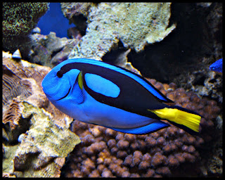 Blue Tang Fish Wallpaper