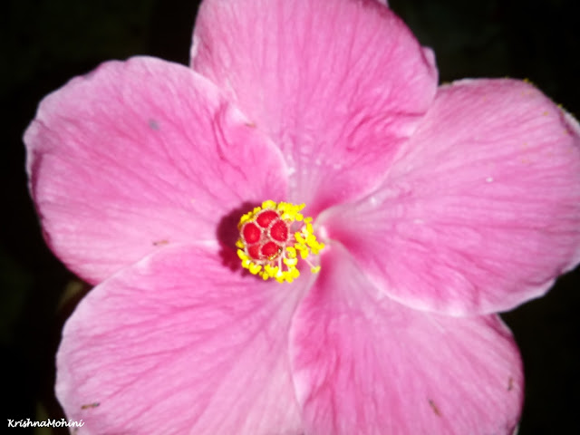 Image: Pink Hibiscus Flower