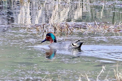 Green-winged Teal - winter visitor