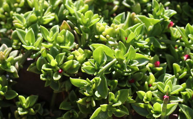 Aptenia Cordifolia Flowers Pictures