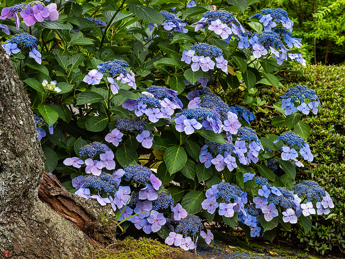 From The Garden Of Zen Ajisai Hydrangea Flowers Kaizo Ji