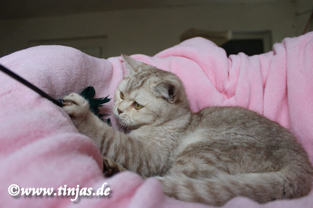 Britisch Kurzhaar cinnamon silver tabby ticked 3