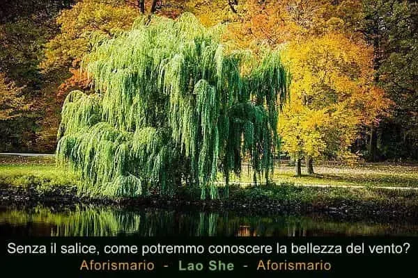 Albero di Salice Piangente