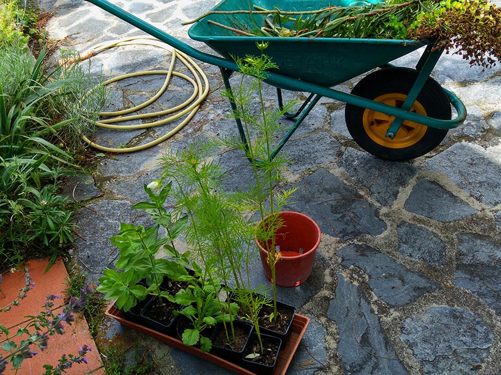 spring planting