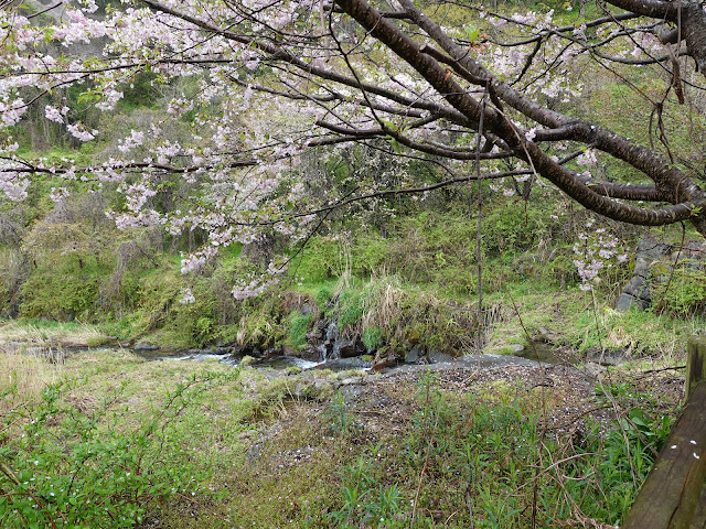 鳥取県西伯郡伯耆町小林　マウンテンストリームきしもと　オオヤマザクラ（大山桜）