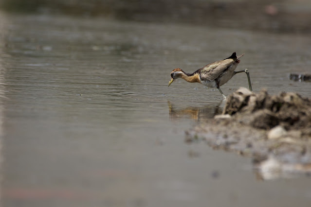 Immature Bronze-winged Jacana (कटोई, पीपी) - Metopidius indicus