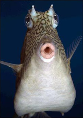 fish with face