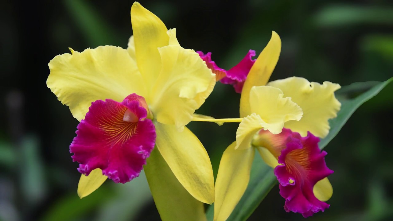 orquidea cattleya