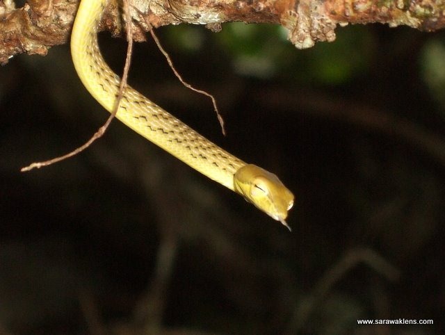 green_vine_snake_ahaetulla_2
