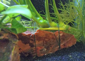 anubias rhizome tied to rock with sewing thread