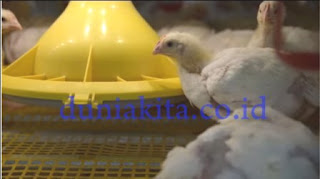 Cara Sukses Ternak Ayam Pejantan Dan Ayam Potong 