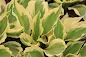 Hosta Diamonds Are Forever care