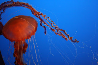 jellyfish monterey aquarium