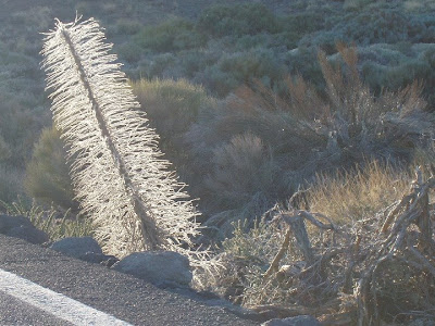 tajinaste seco iluminado por el Sol poniente en las Cañadas del Teide