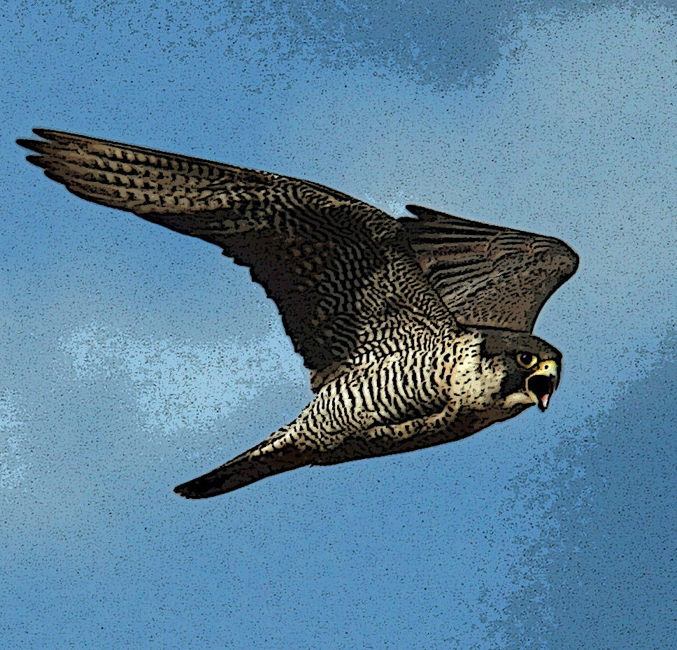 Amazoncom Maggie The One Eyed Peregrine Falcon A True