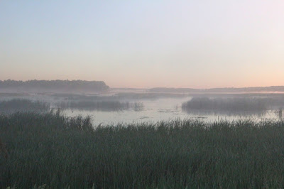 early morning, Carlos Avery marshes, Pool 1