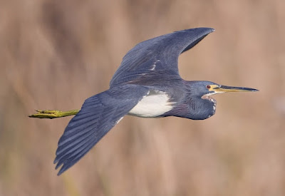 Global warming alarmists are using bad data to claim that bird habitats are threatened. Their views are rooted in atheistic old earth evolutionary ideas.