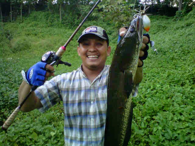 Cara Budidaya Manfaat Dan Mancing Ikan  Gabus  Terbesar Di 