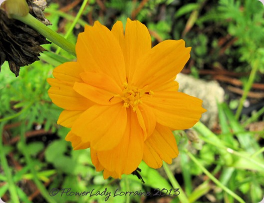 06-04-cosmos