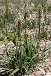 Plantago-ovata-ishapgola