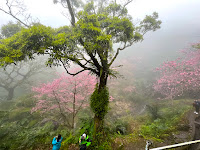 淡水楓樹湖「巨石花園」賞木蓮花 (木蘭） / 桃花源 百年古厝「石頭屋」秘境賞櫻