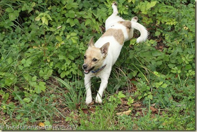 IMG_0088 - Copy