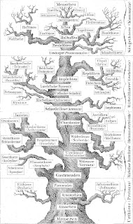 One of Haeckel's oaks