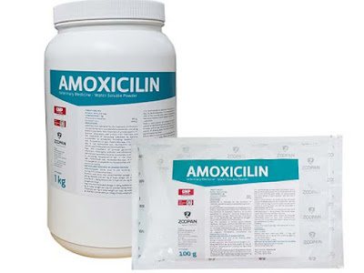 Amoxicillin