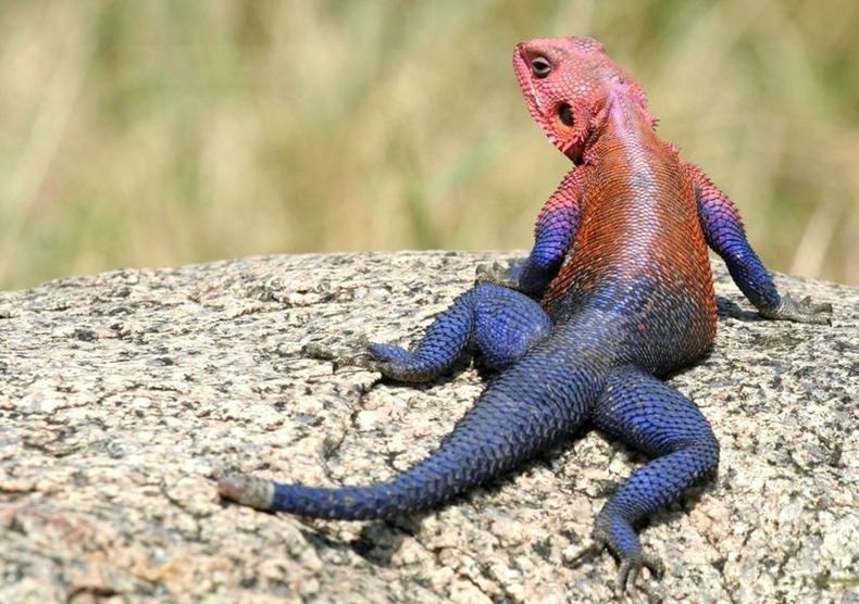 agama-mwanza-1
