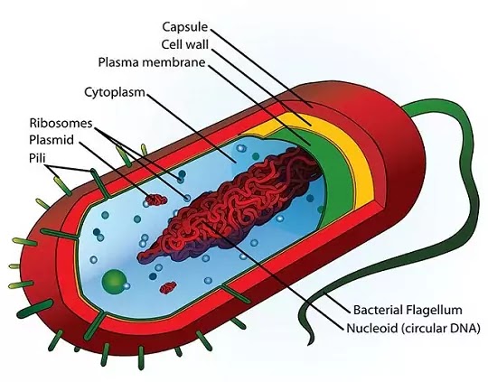 Structure of Bacterial Cell