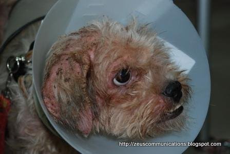 animal cruelty quotes. cases of animal abuse and