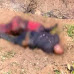 BREAKING - खेत में मिली 2 लाश, जांचा में जुटी पुलिस...-