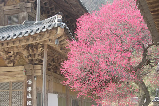 Arbre en fleur à Hwoaemsa  화엄사.